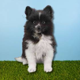 Pomeranian
