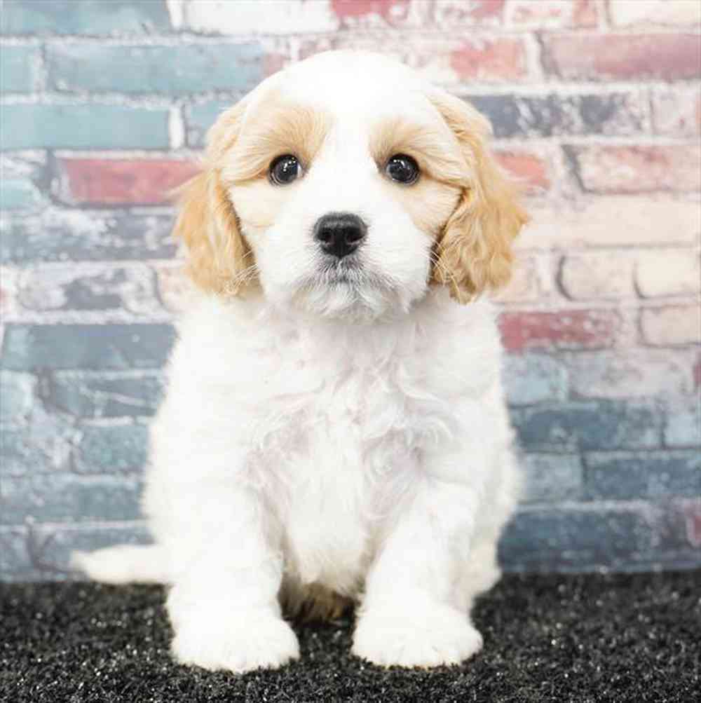 Image of a pet breed in the gallery