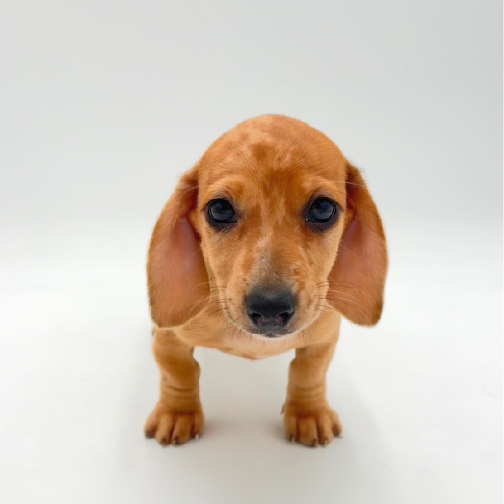 pet breed image