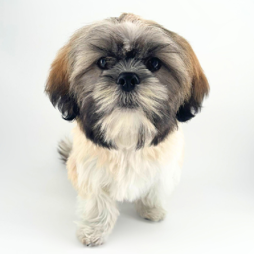 carousel pet images