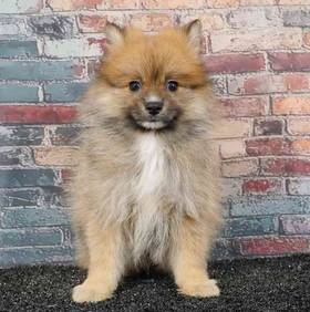 Pomeranian