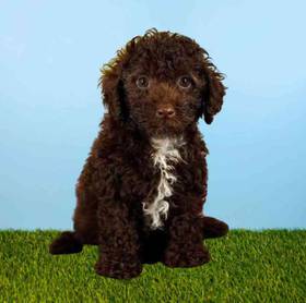 Poodle