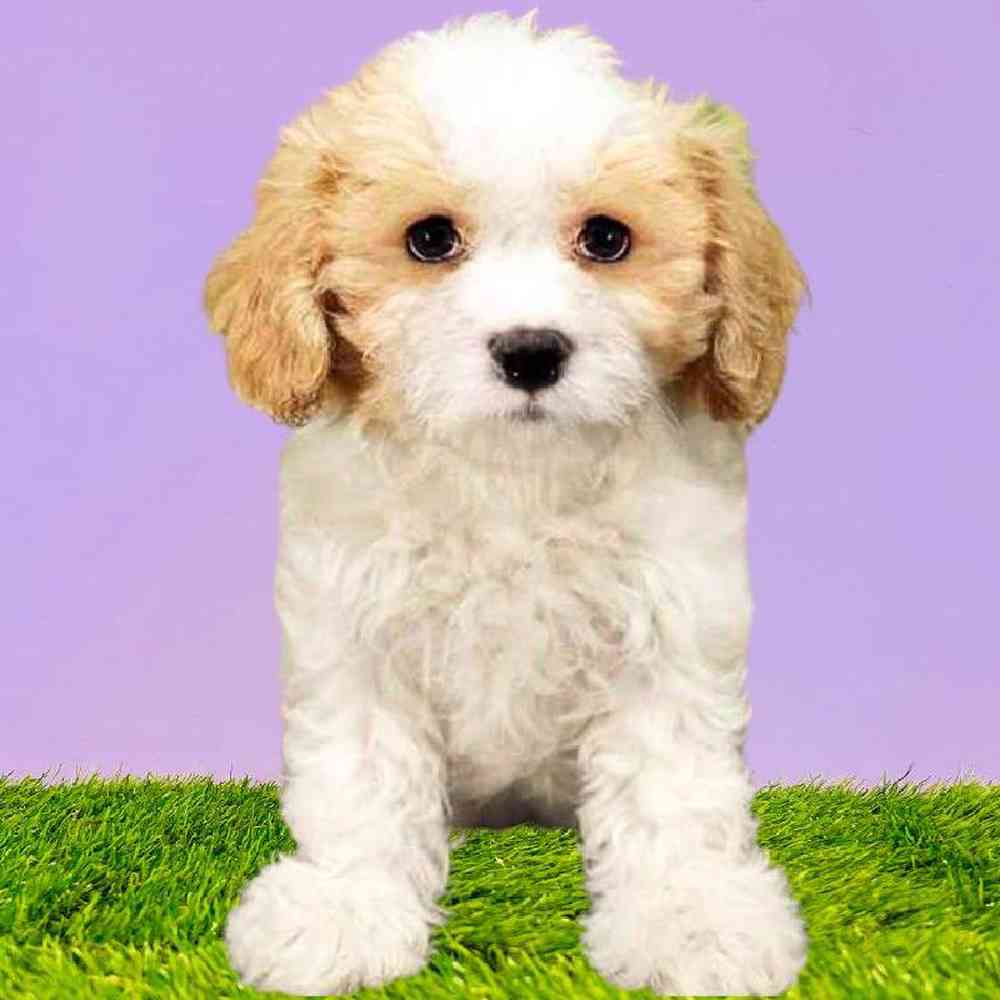 Female Cavachon Puppy for Sale in Puyallup, WA