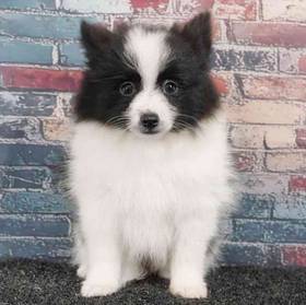 Pomeranian