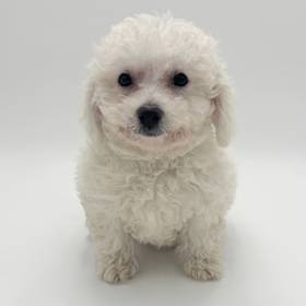 Bichon