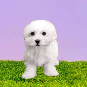 Maltese