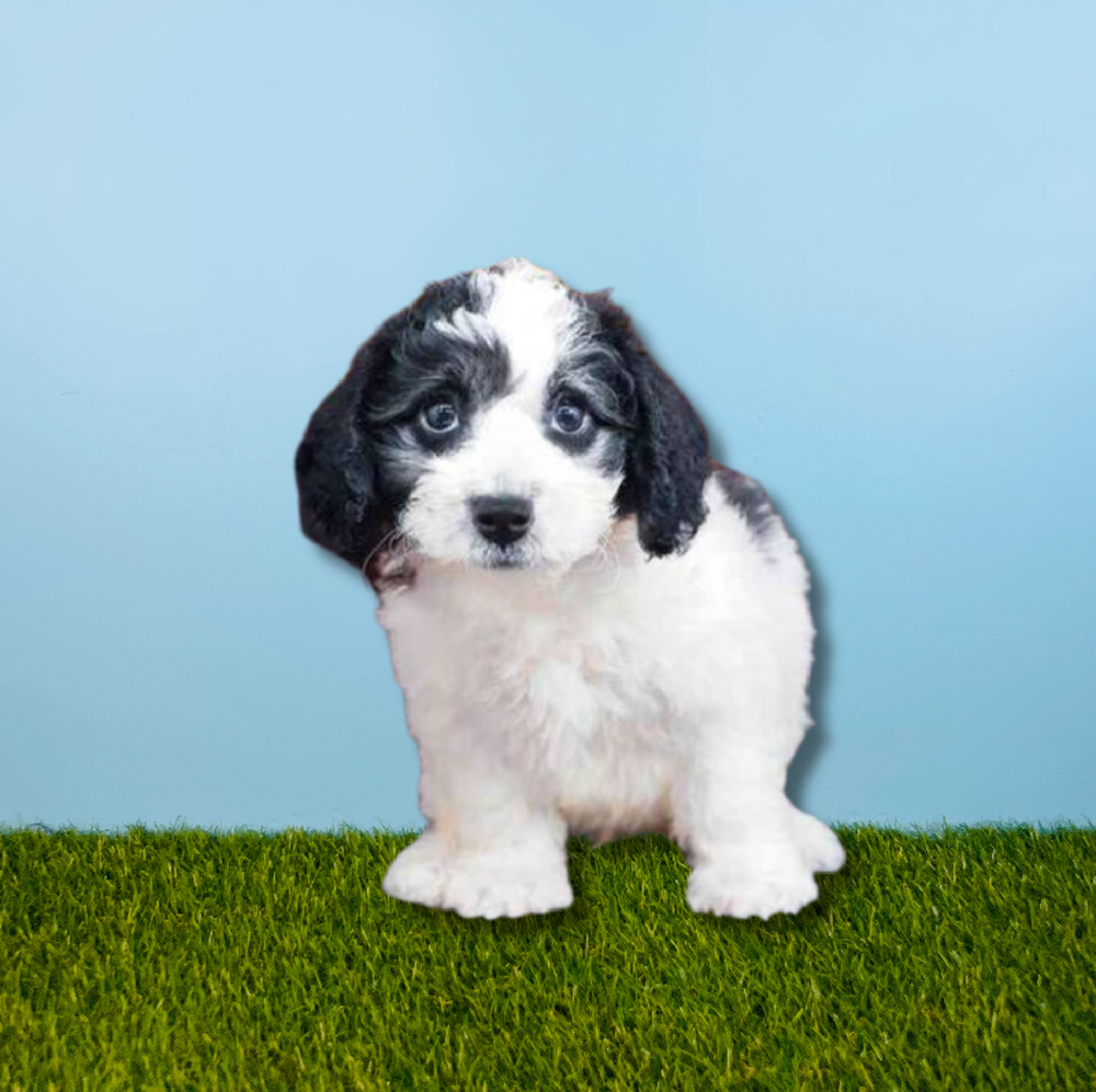 Male Bichapoo Puppy for Sale in Tolleson, AZ