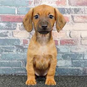 Chiweenie