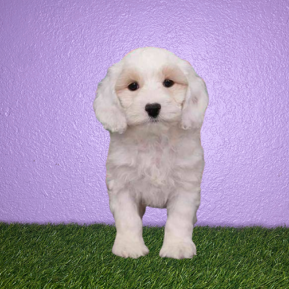 carousel pet images