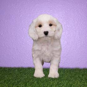 Cockapoo