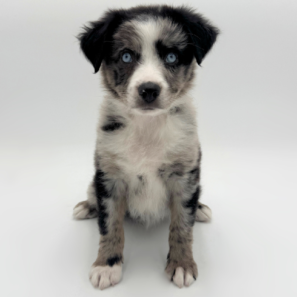pet breed image