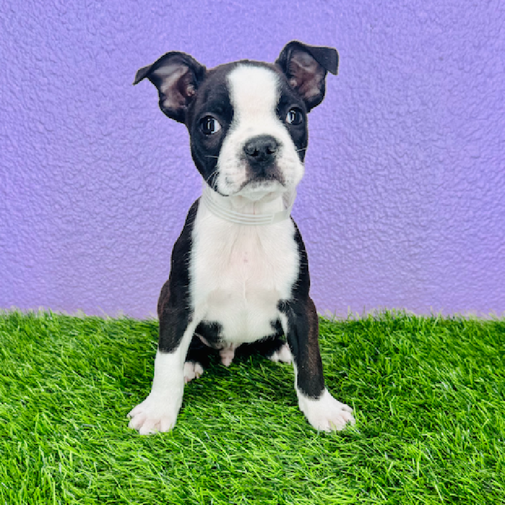 Image of a pet breed in the gallery