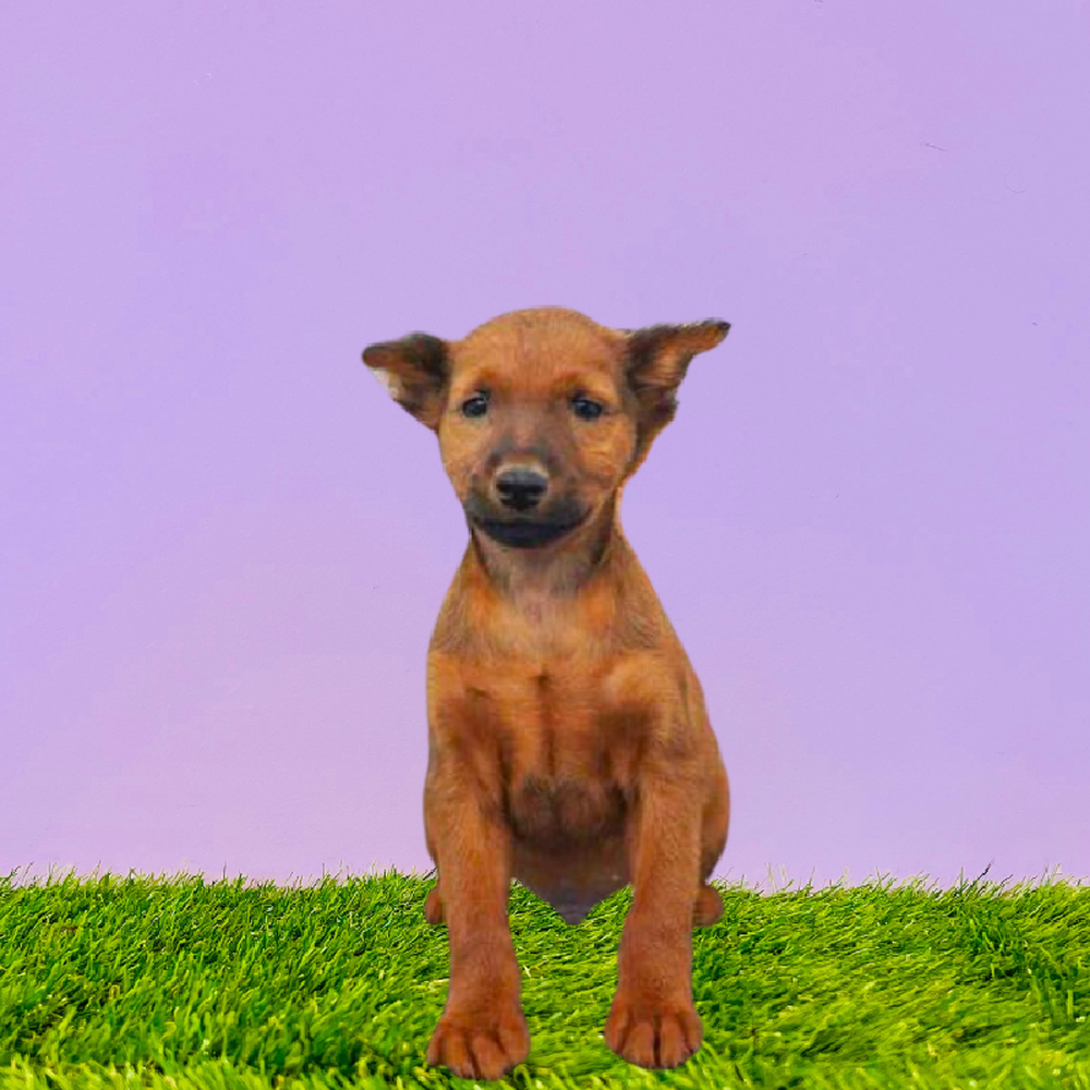 carousel pet images