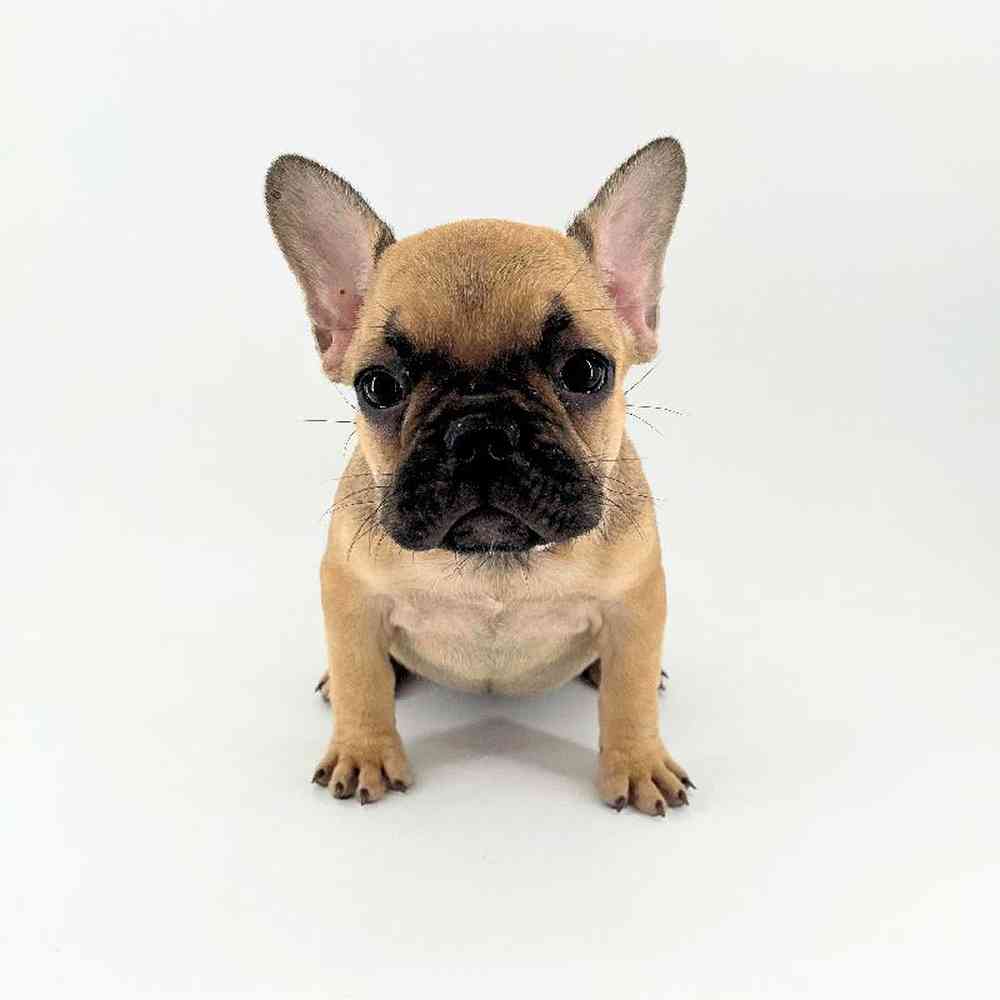 Image of a pet breed in the gallery