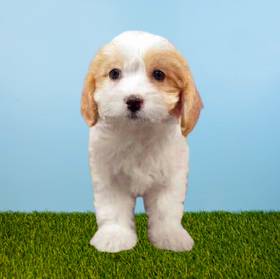 Cavachon