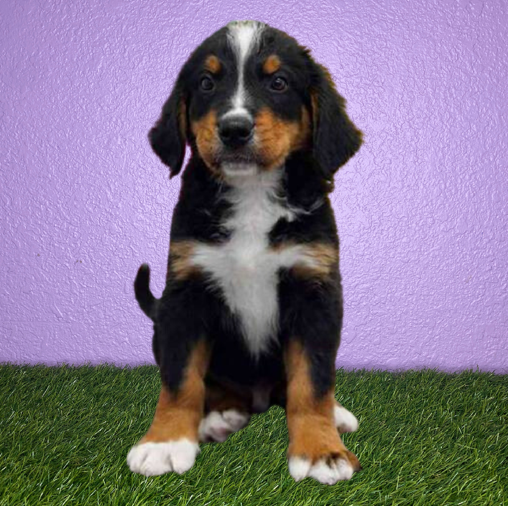 carousel pet images