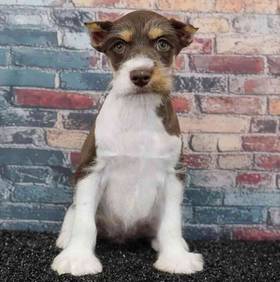 Mini Schnauzer
