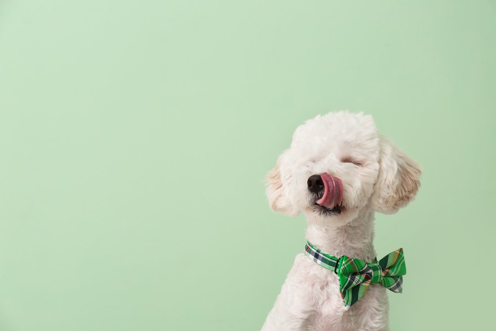 A white toy poodle wearing a green bowtie.