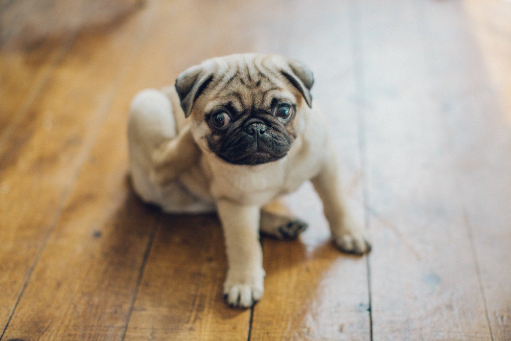 A tan pug puppy scratching its body with its hind leg.