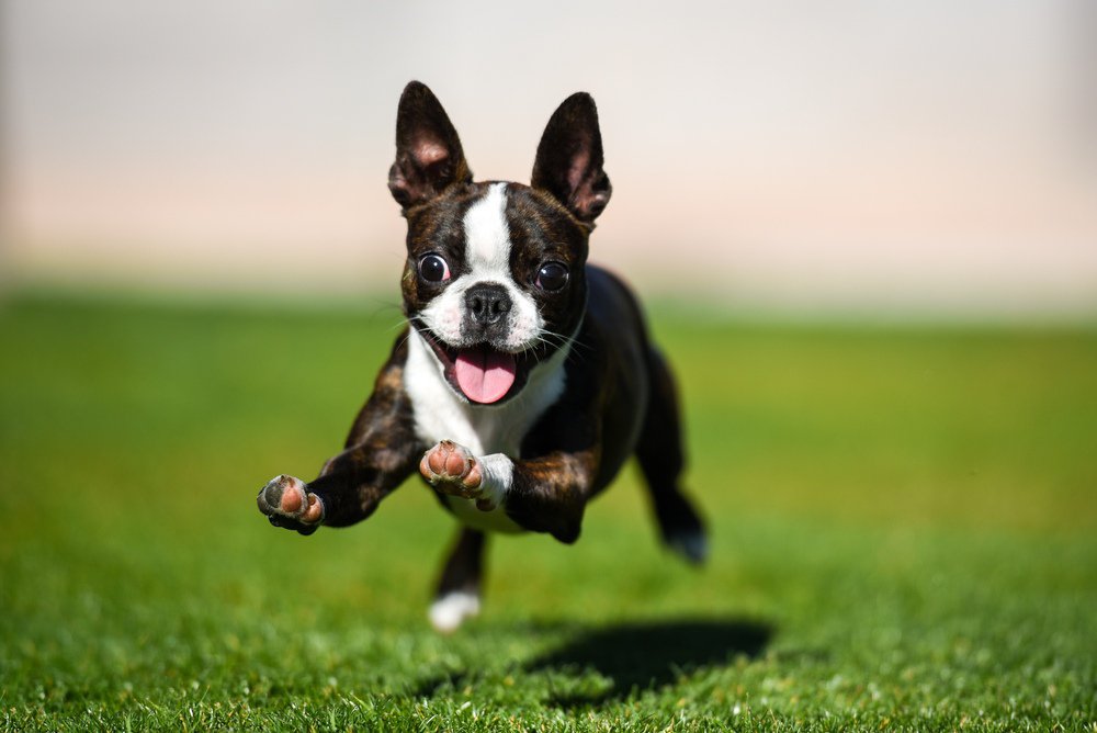 A boston terrier puppy mid-jump in an open field.