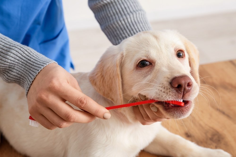A labrador retriever puppy getting its teeth brushed with a red toothbrush.