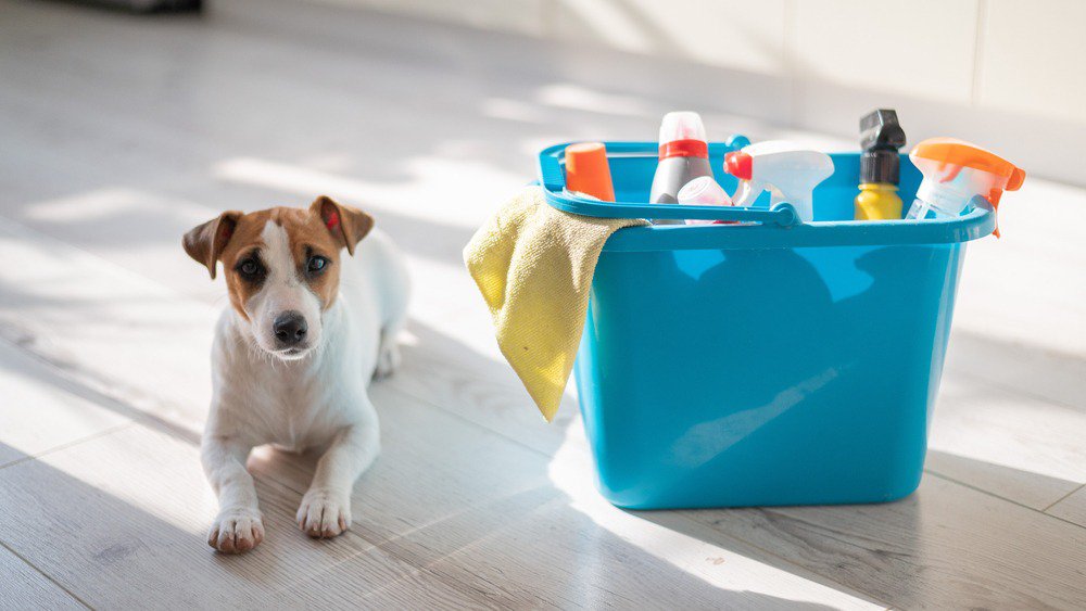 A jack russell terrier sitting nect to a blue bucket of cleaning products.
