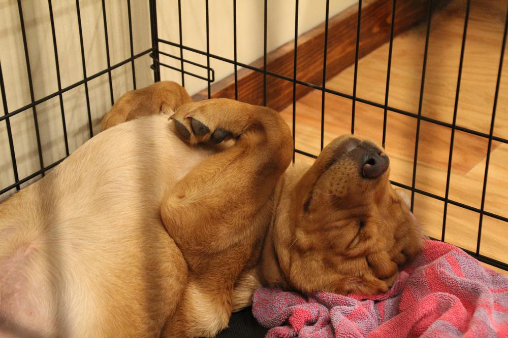 A red fox labrador dog sleeping on its back inside a crate.