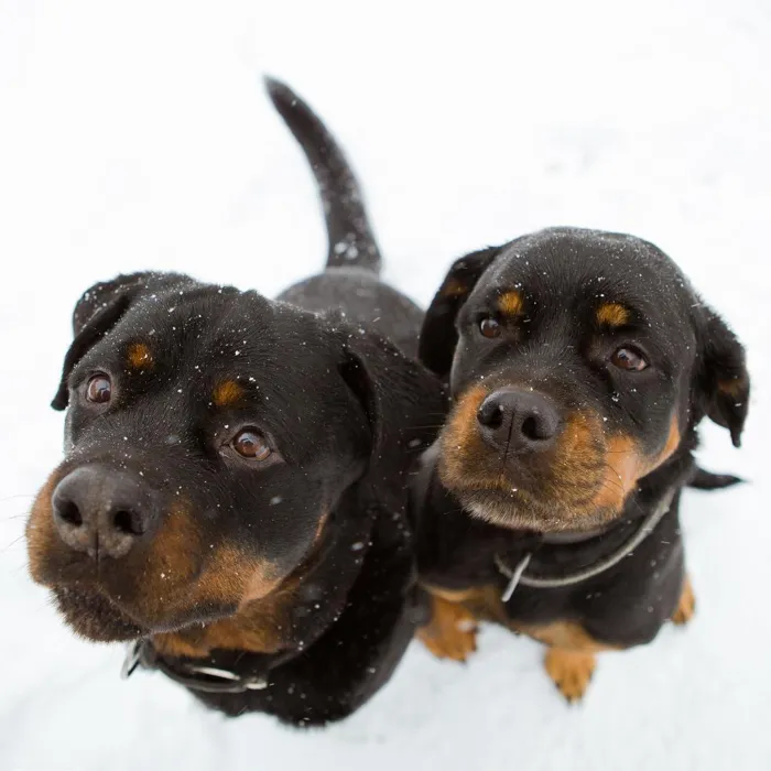 Rottweiler Puppies for Sale image