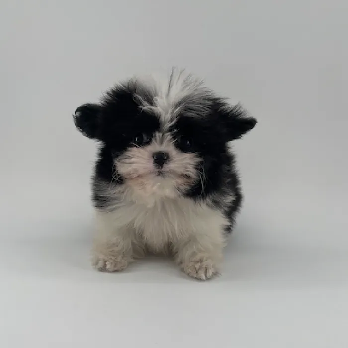Male Shiranian Puppy for Sale in Chandler, AZ image