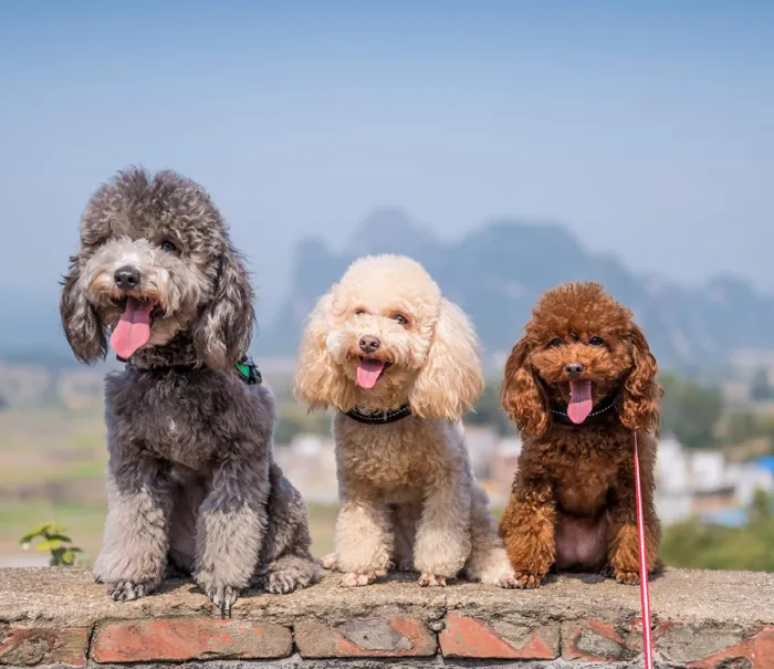 Poodle Puppies for Sale image