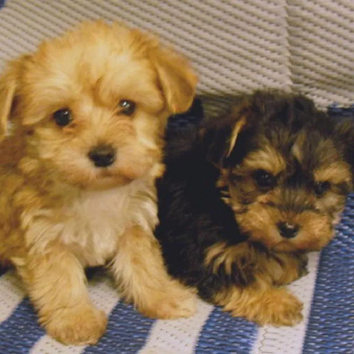 Yorkie-Poo Puppies for Sale image