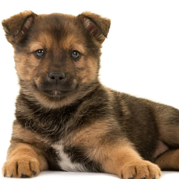 Pomsky Puppies for Sale image