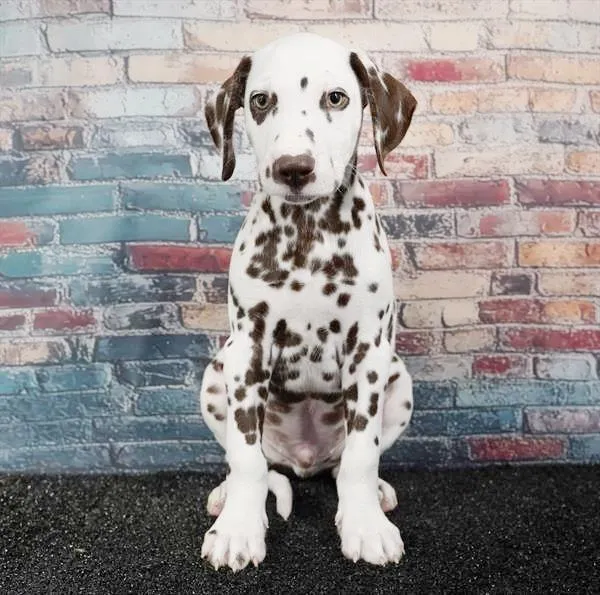 Male Dalmatian puppy for sale at Puppyland San Antonio.