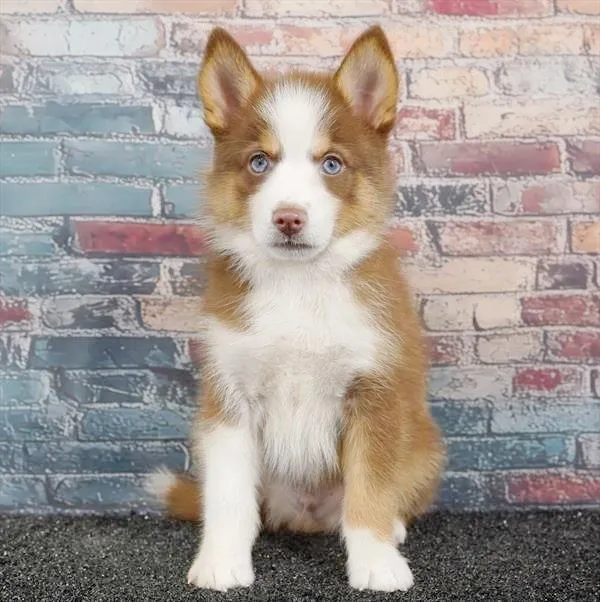 Male Pomsky puppy for sale at Puppyland San Antonio.