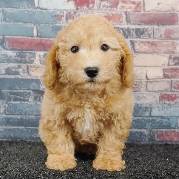 Male Bichapoo puppy for sale at Puppyland San Antonio.