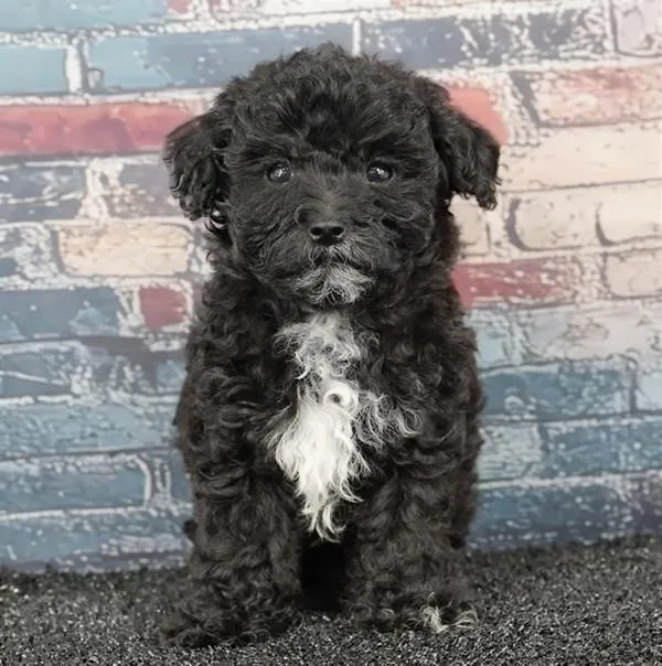 Female Maltipoo puppy for sale at Puppyland San Antonio.
