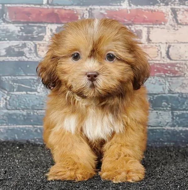 Female Shih Tzu puppy for sale at Puppyland San Antonio.
