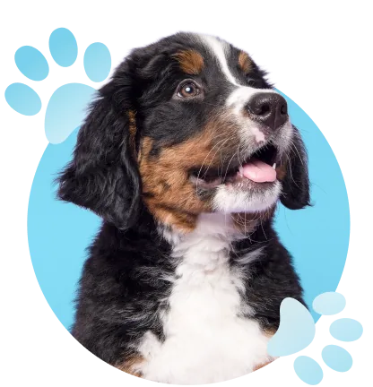 Available Puppies for Sale in San Antonio, TX